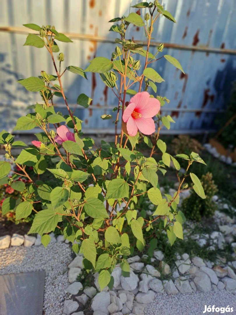 Rózsaszín mocsári hibiszkuszok konténerben eladó!