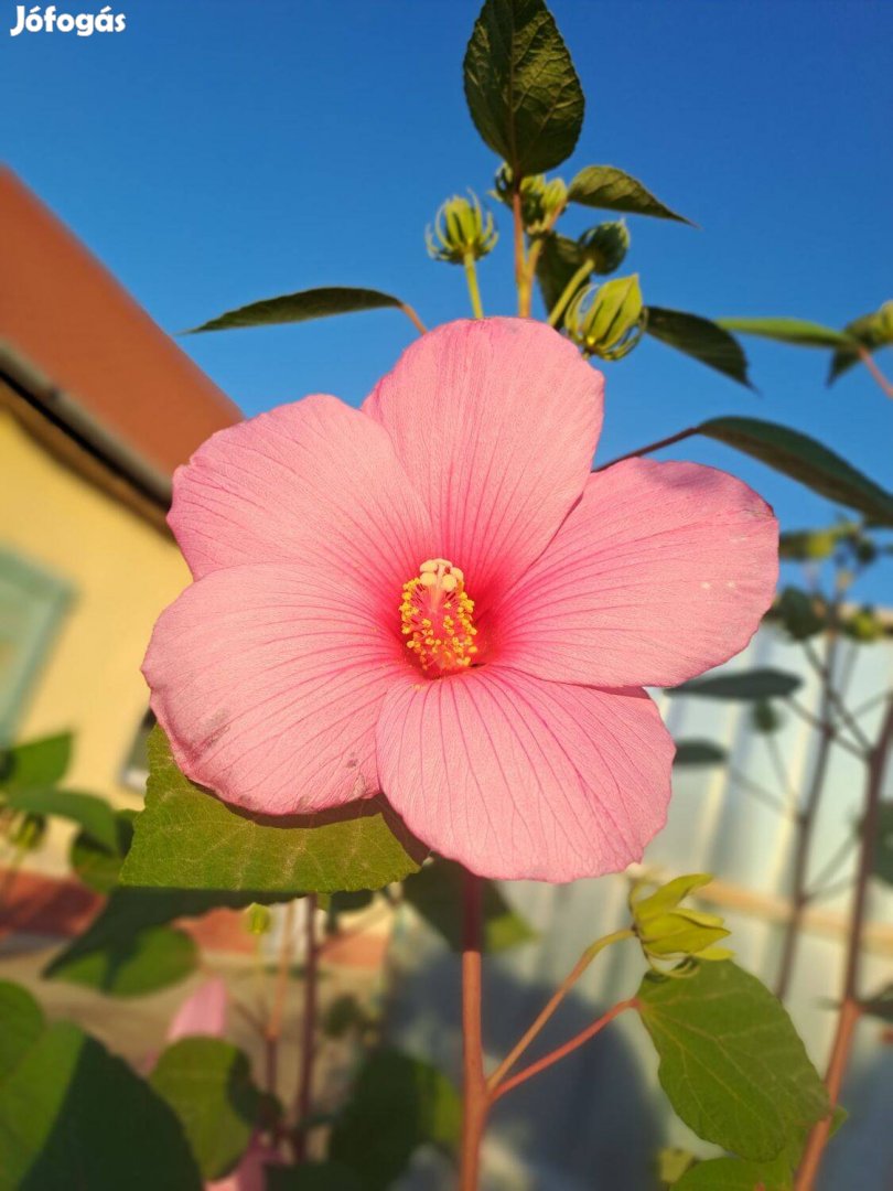 Rózsaszín mocsári hibiszkuszok konténerben eladók!