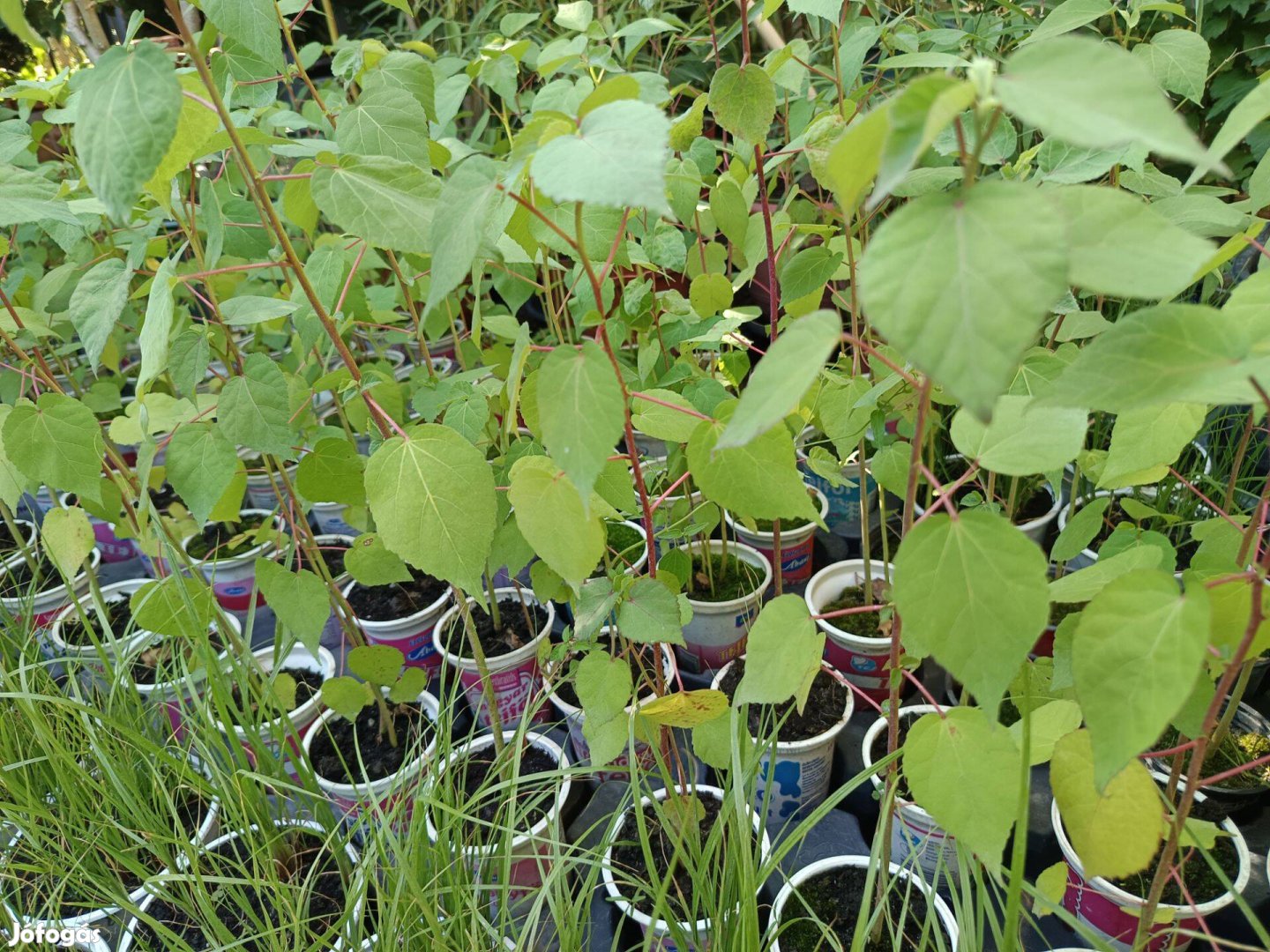 Rózsaszín mocsári hibiszkuszok konténerben eladók!