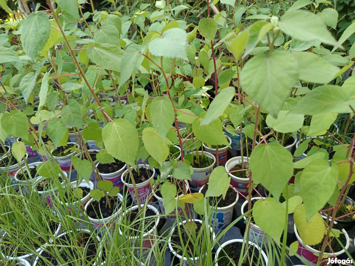 Rózsaszín mocsári hibiszkuszok konténerben eladók!