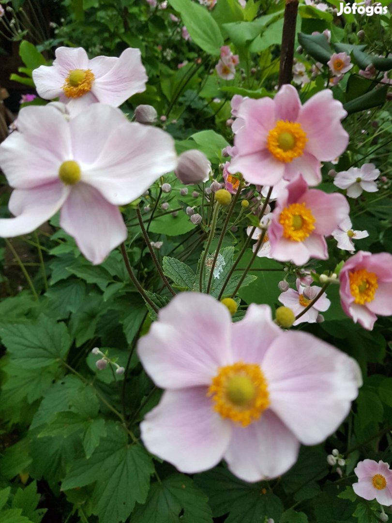 Rózsaszín szellőrózsa