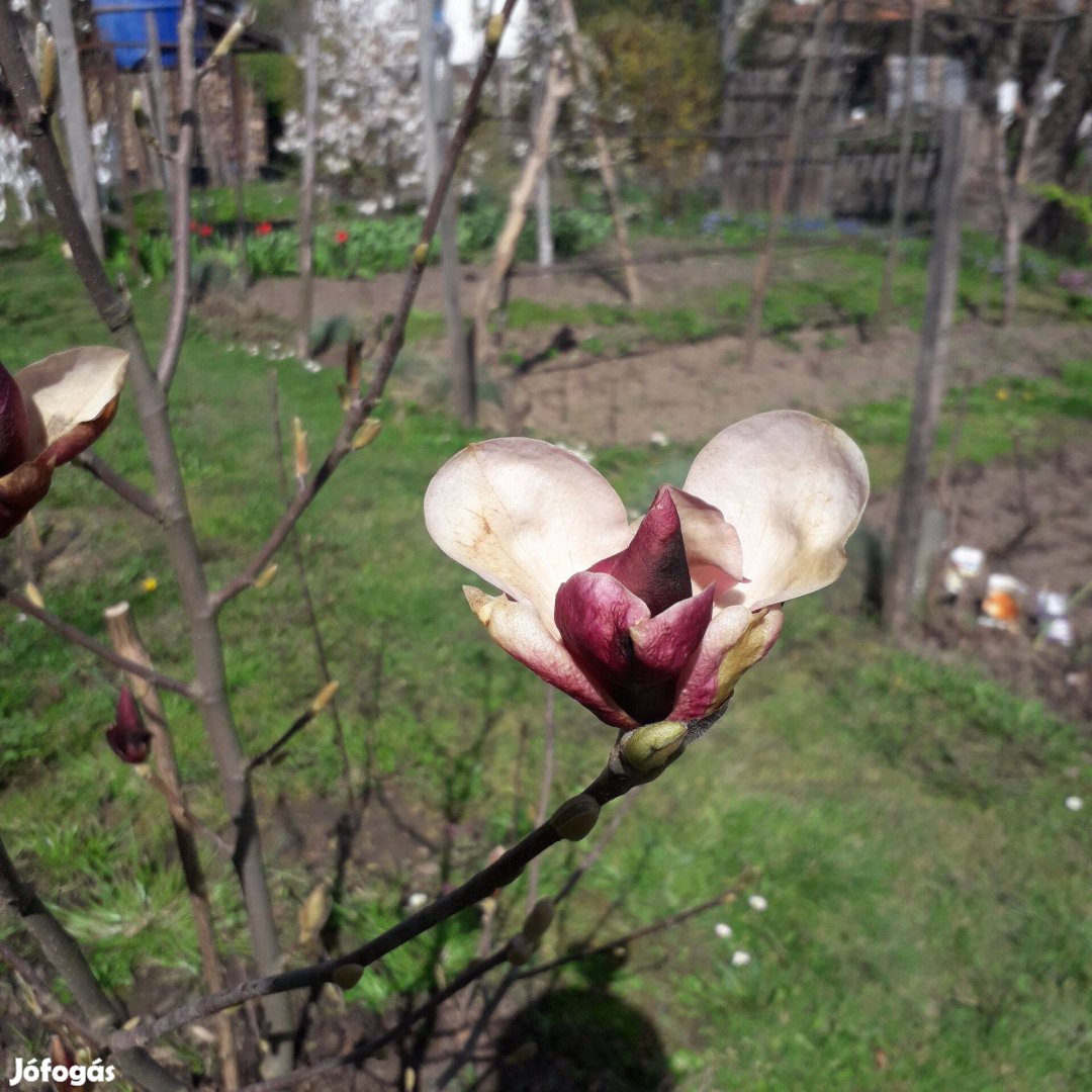 Rózsaszin virágú magnólia, vagy tulipánfa