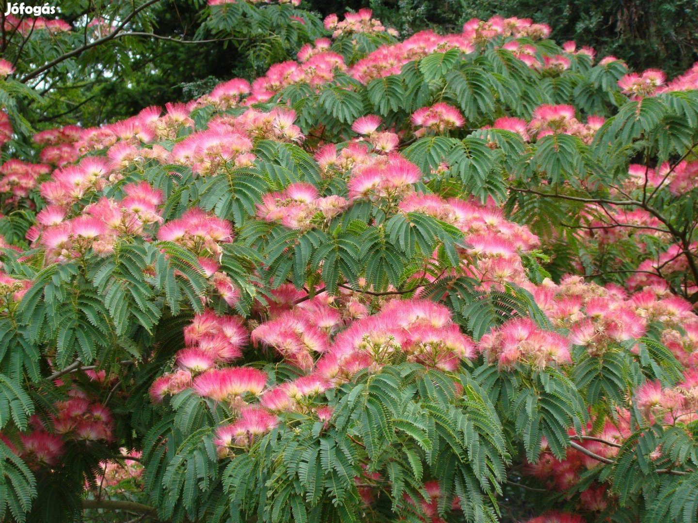 Rózsaszín virágú selyemakác (Albizia julibrissin 'Rosea')