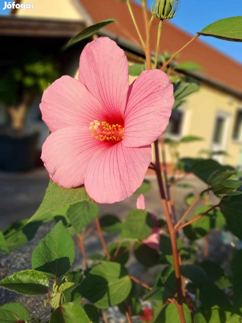 Rózsazínű mocsári hibiszkusz (Hibiscus moscheutos), konténerben eladó