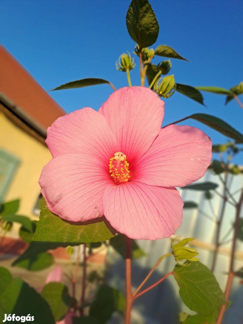 Rózsazínű mocsári hibiszkusz (Hibiscus moscheutos), konténerben eladó