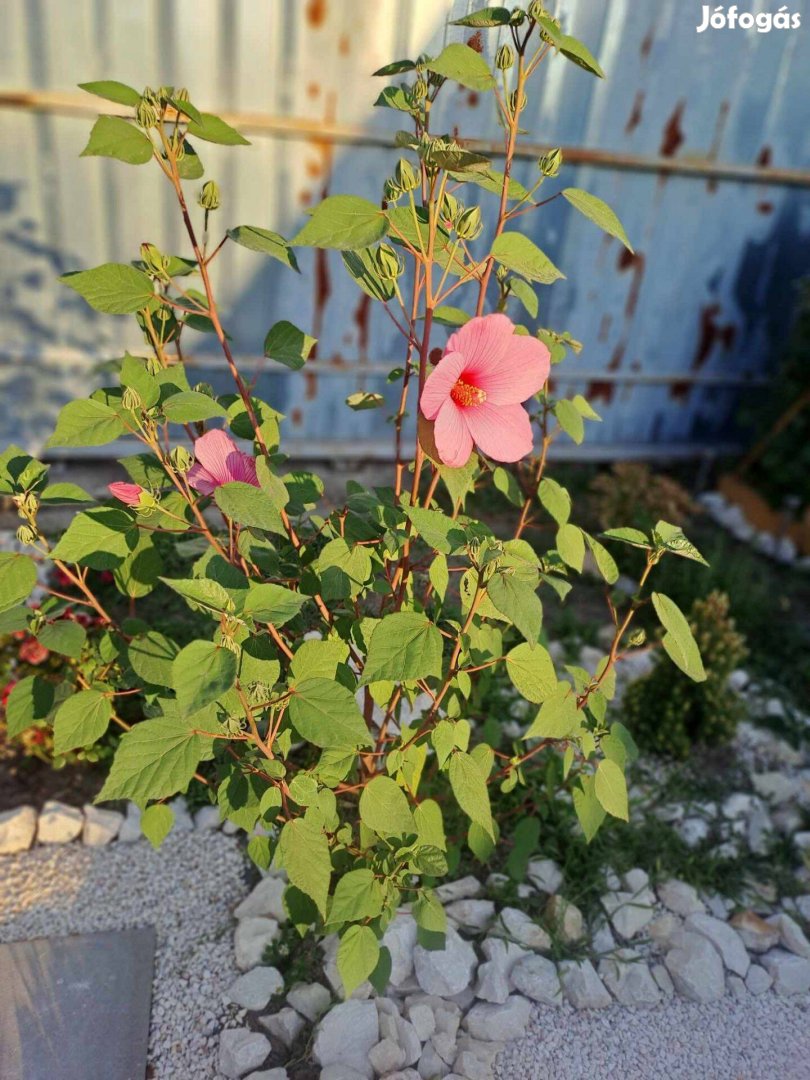 Rózsazínű mocsári hibiszkusz (Hibiscus moscheutos), konténerben eladó