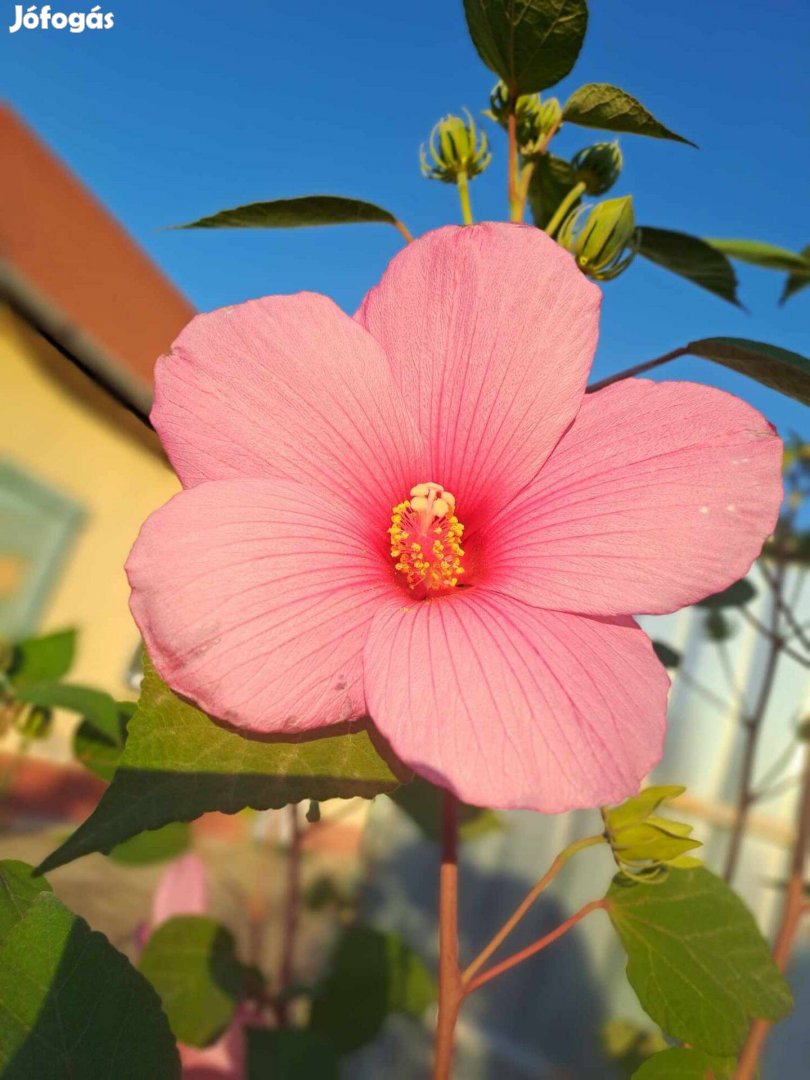 Rózsazínű mocsári hibiszkusz (Hibiscus moscheutos), konténerben eladó