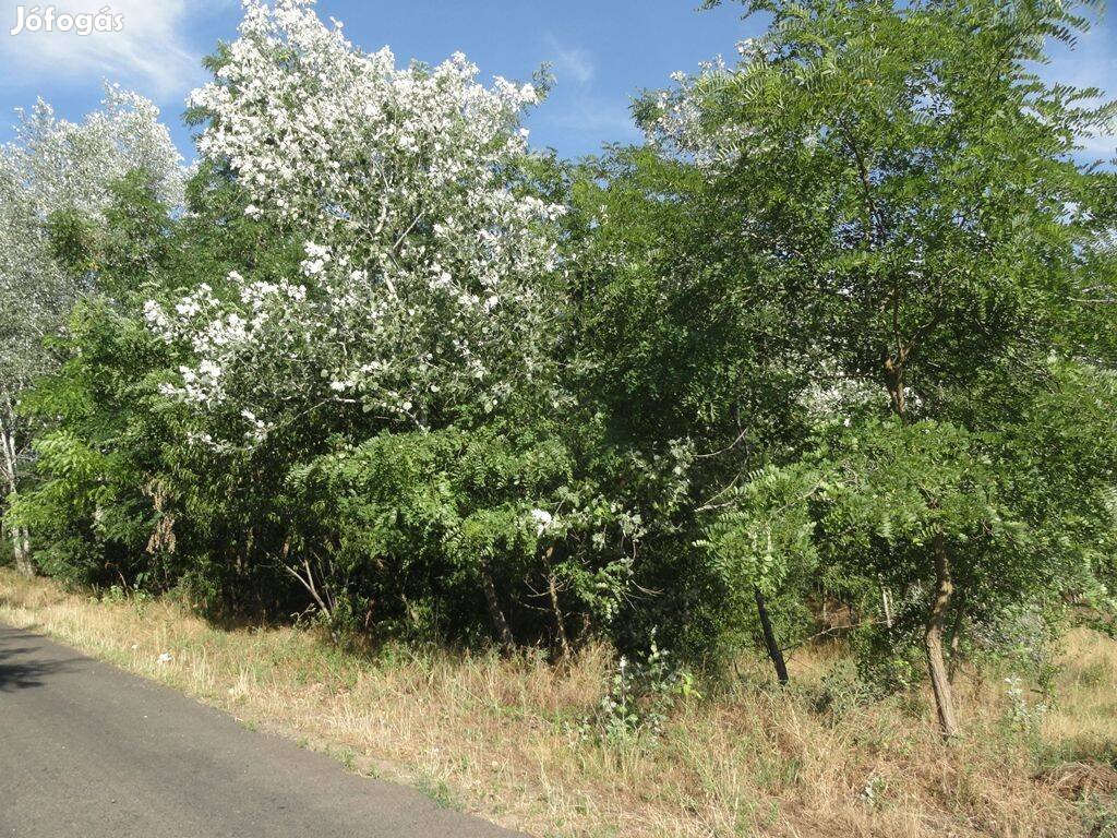 Ruzsán 13,5 ha erdő eladó