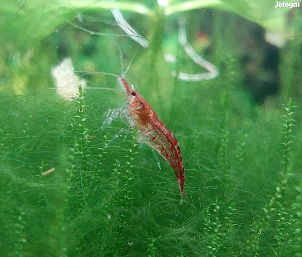 Sakura red és halvány rili garnélák (Neocaridina) 