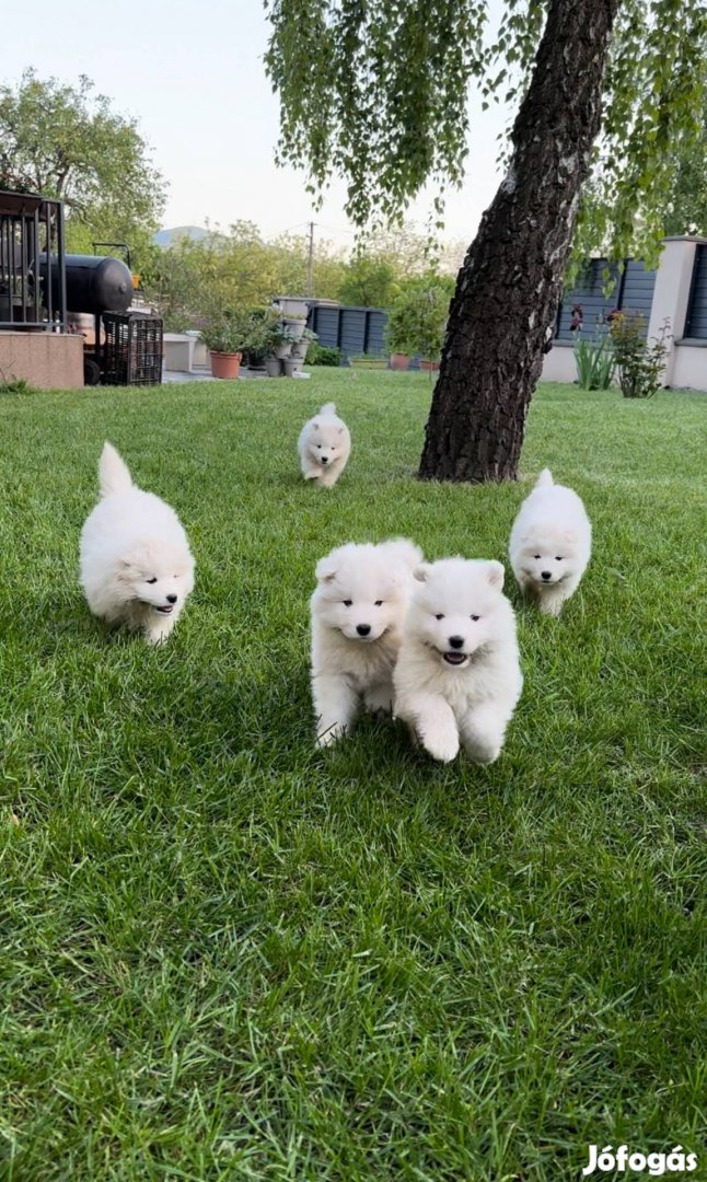 Samoyed, szamojéd kölyökkutyák eladók