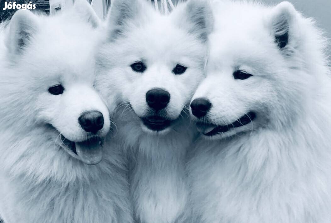 Samoyed puppies Szamojéd spicc