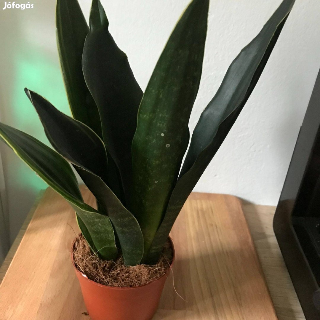 Sansevieria/Anyósnyelv eladó