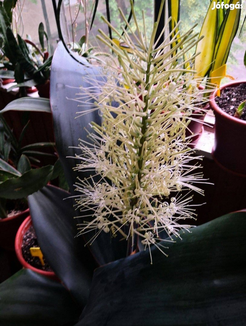 Sansevieria Es 22404 ritka szanzavéra, anyósnyelv eladó