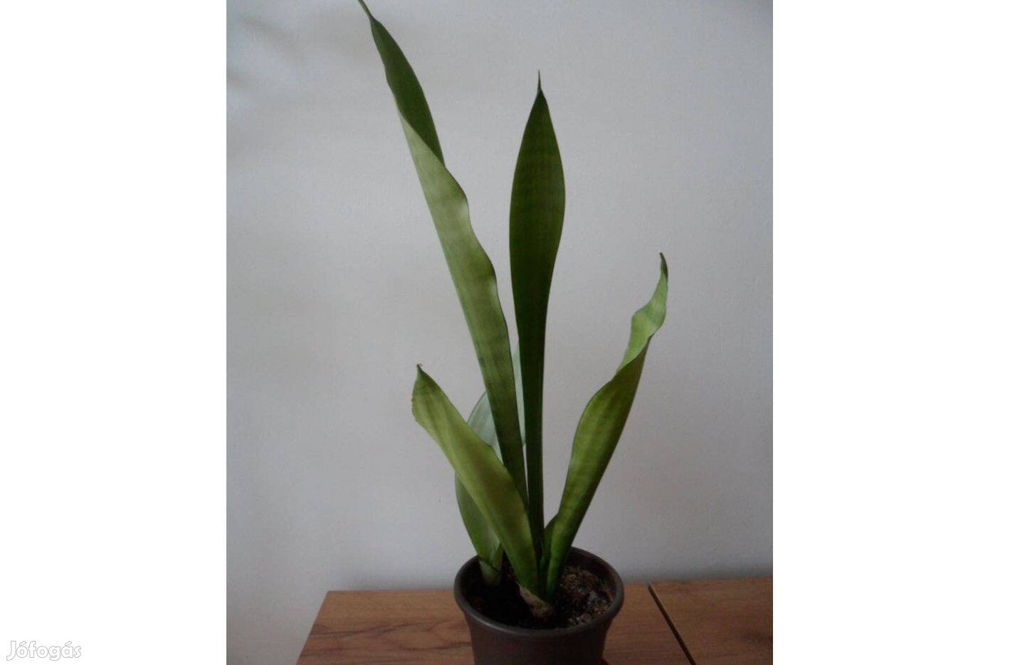 Sansevieria "Moonshine" - Anyósnyelv