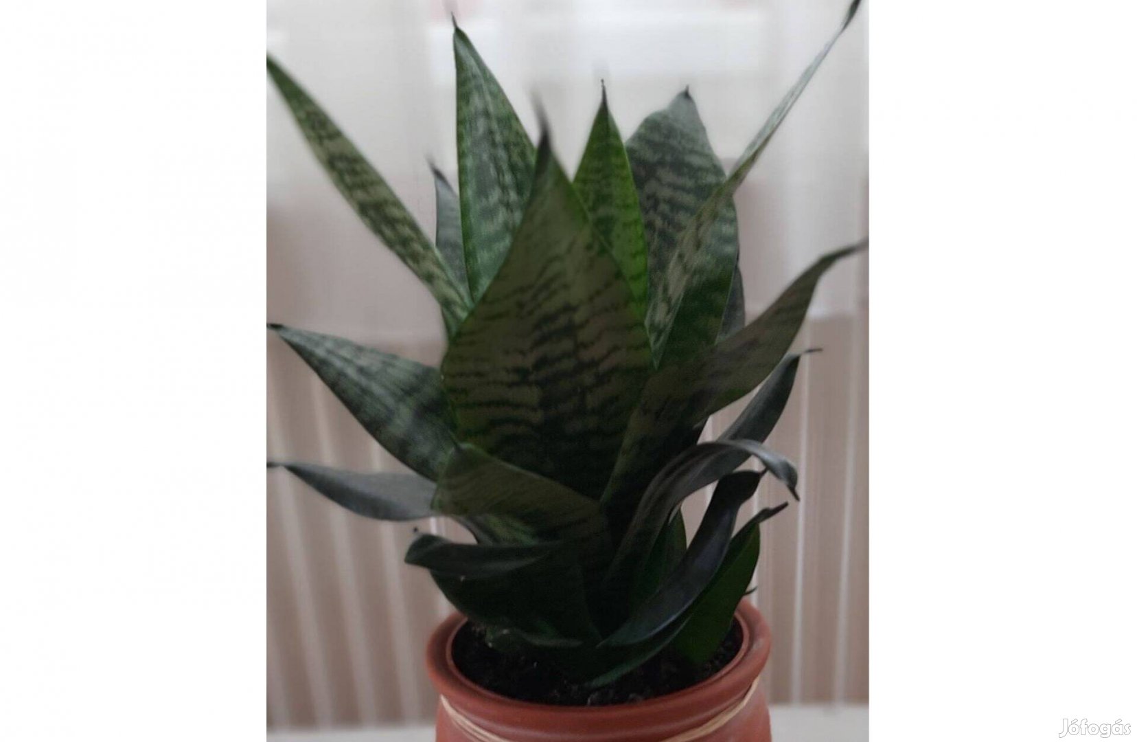 Sansevieria, törpe anyósnyelv kaspóval eladó