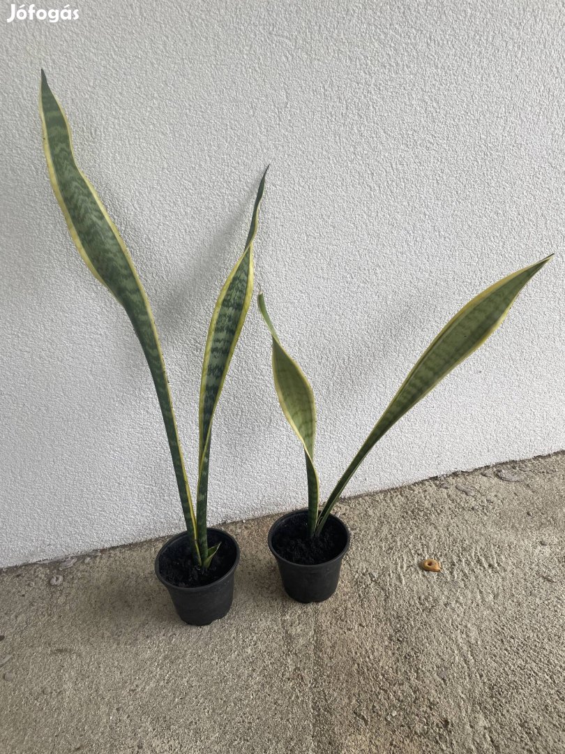 Sansevieria anyósnyelv