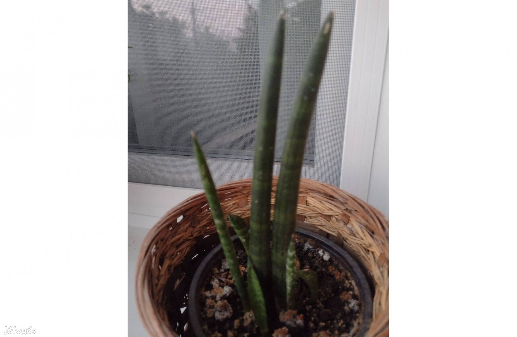 Sansevieria cylindrica, hengeres anyósnyelv