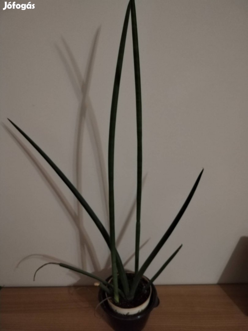Sansevieria cylindrica hengeres anyósnyelv növény 