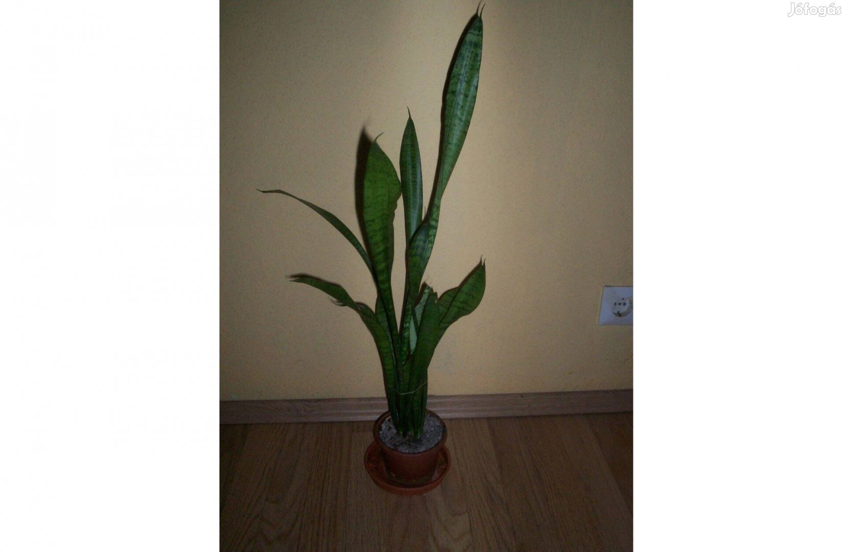 Sansevieria eladó