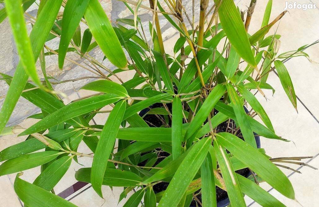 Sárga bambusz - Phyllostachys aureo - aranysárga szárú bambusz