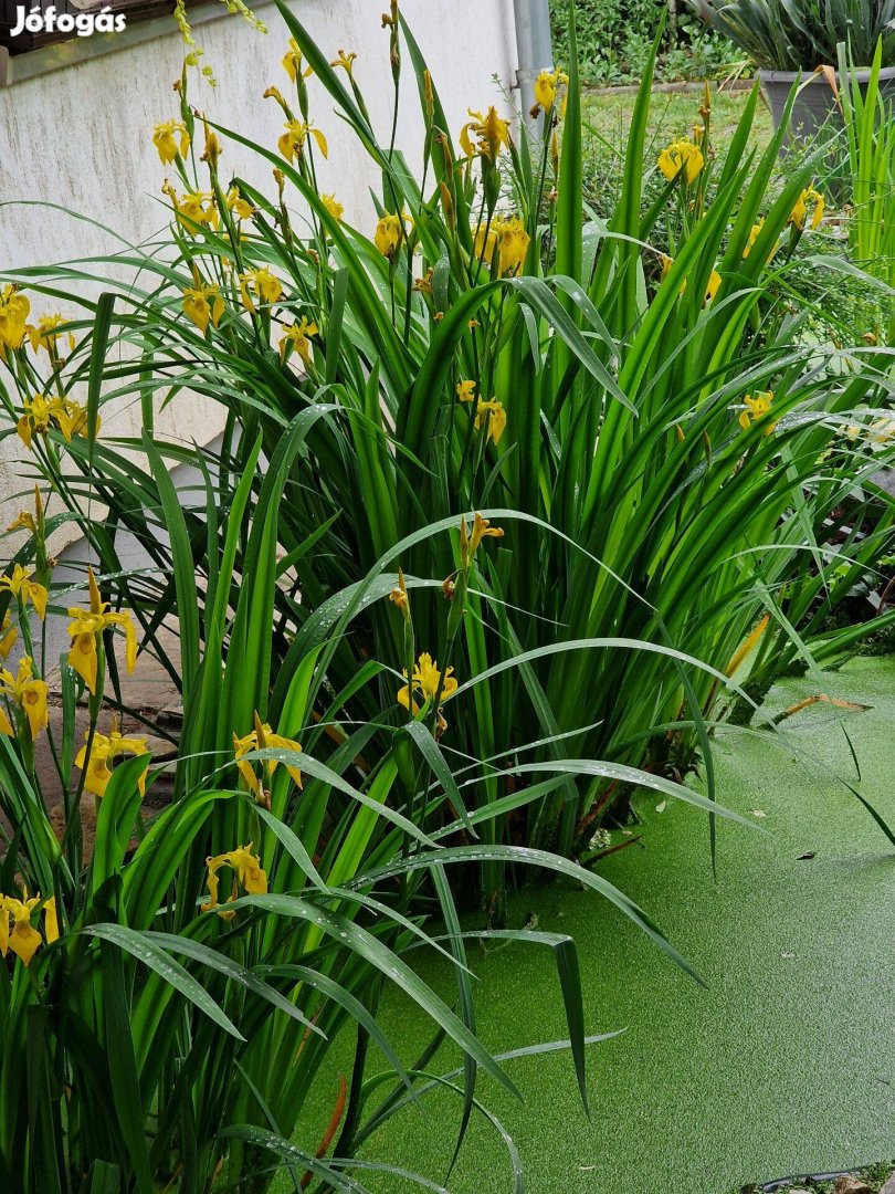 Sárga írisz, mocsári írisz (Iris pseudoacorus) tavi növény tövek