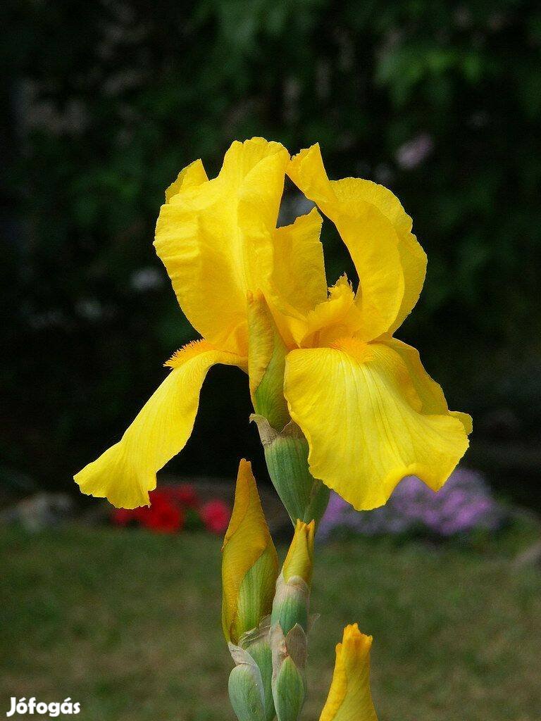 Sárga kerti nőszirom Iris germanica magas