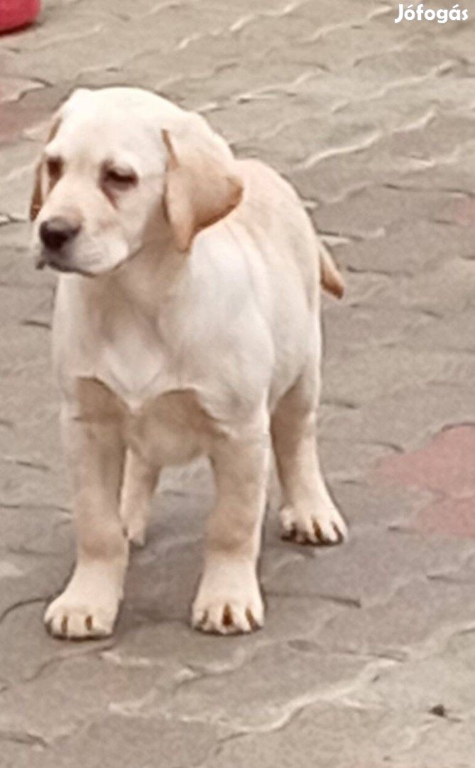 Sárga labrador retriever kiskutyák