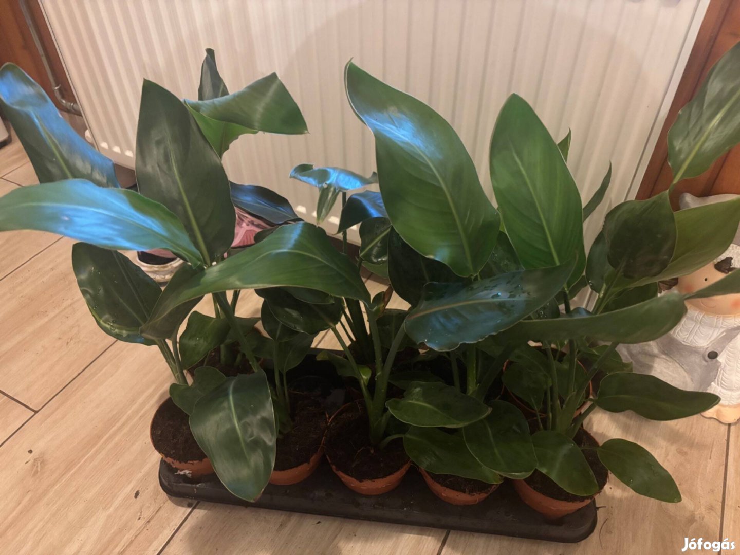 Sárga papagájvirág Strelitzia reginae