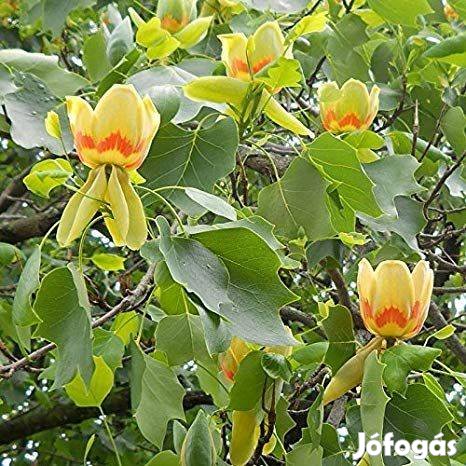 Sárga-tarka tulipánfa (Liriodendron tulipifera 'Aureomarginatum') elad