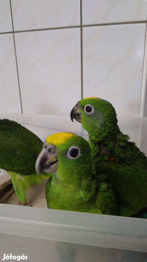 Sárgahomlokú amazon papagáj papagájok eladó