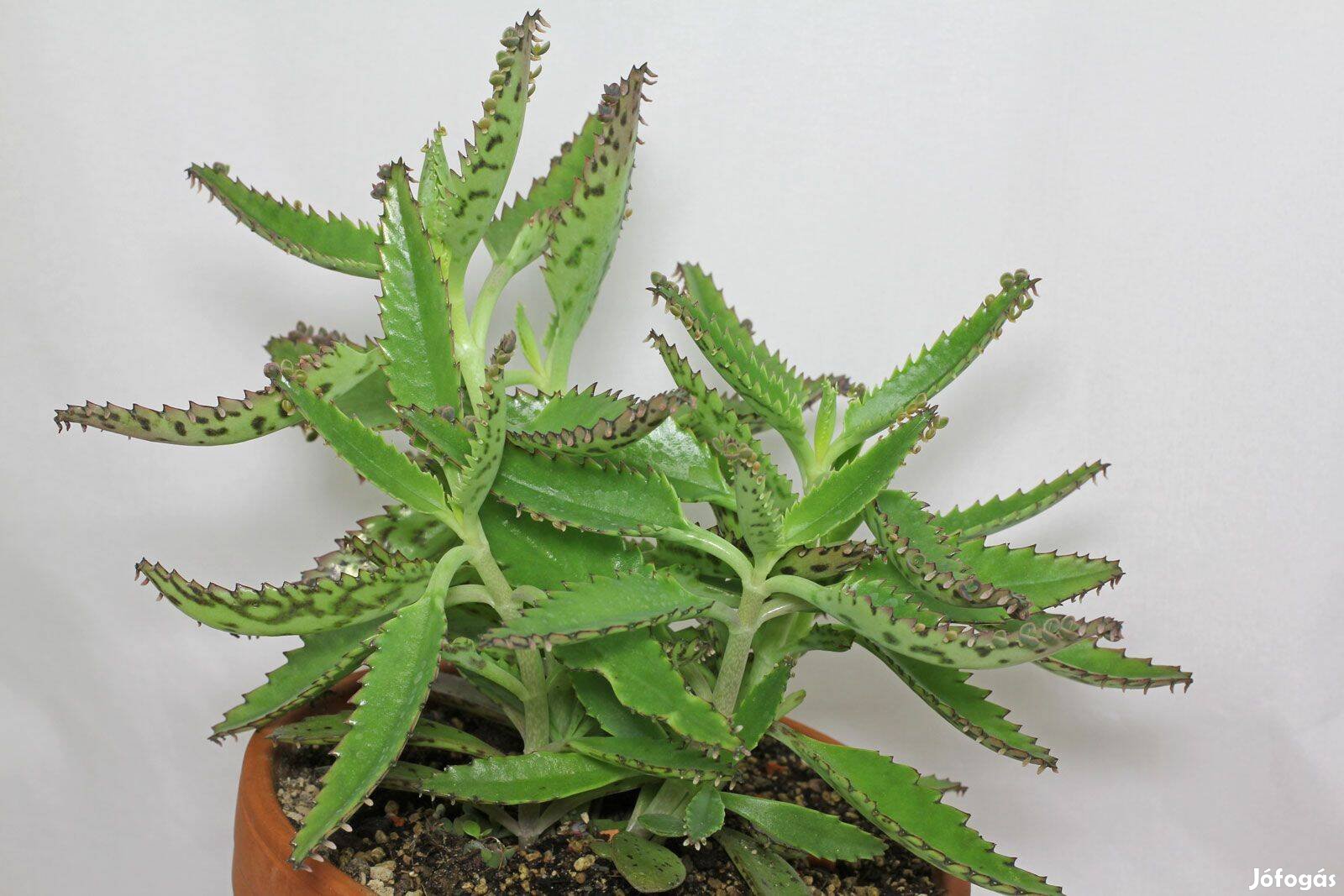 Sarjika kalanchoe daigremontiana elevenszülő növény