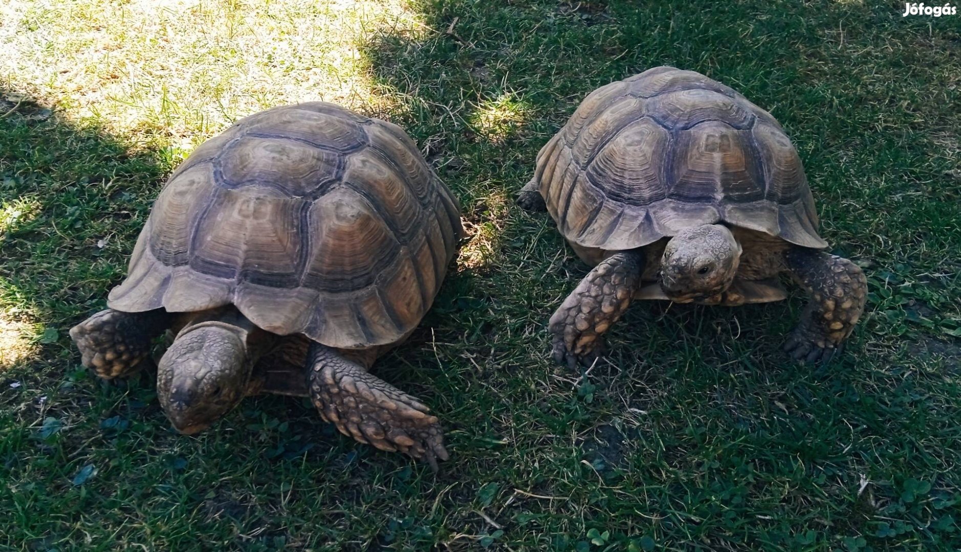 Sarkantyús teknős