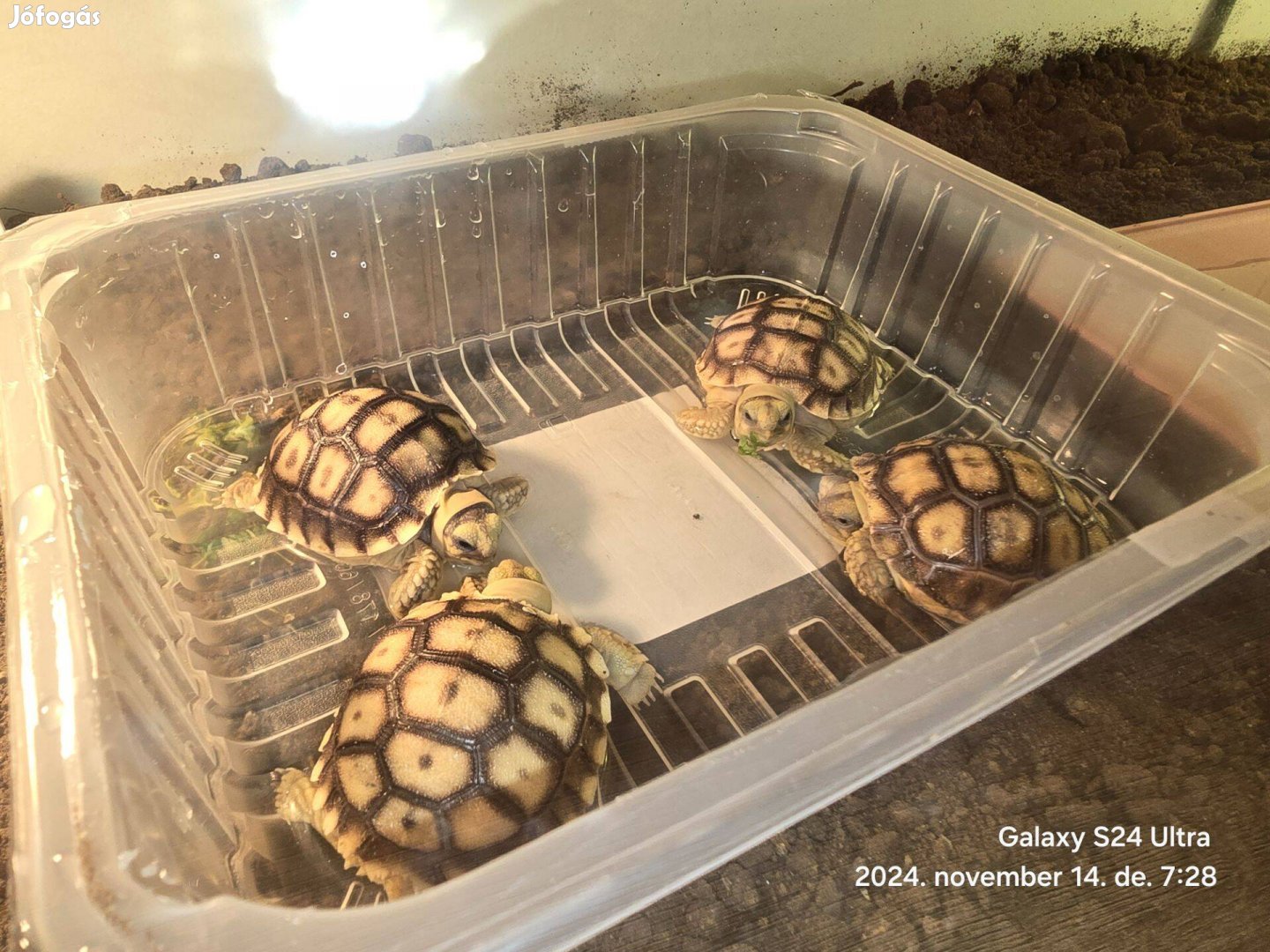 Sarkantyús teknős Geochelone Sulcata