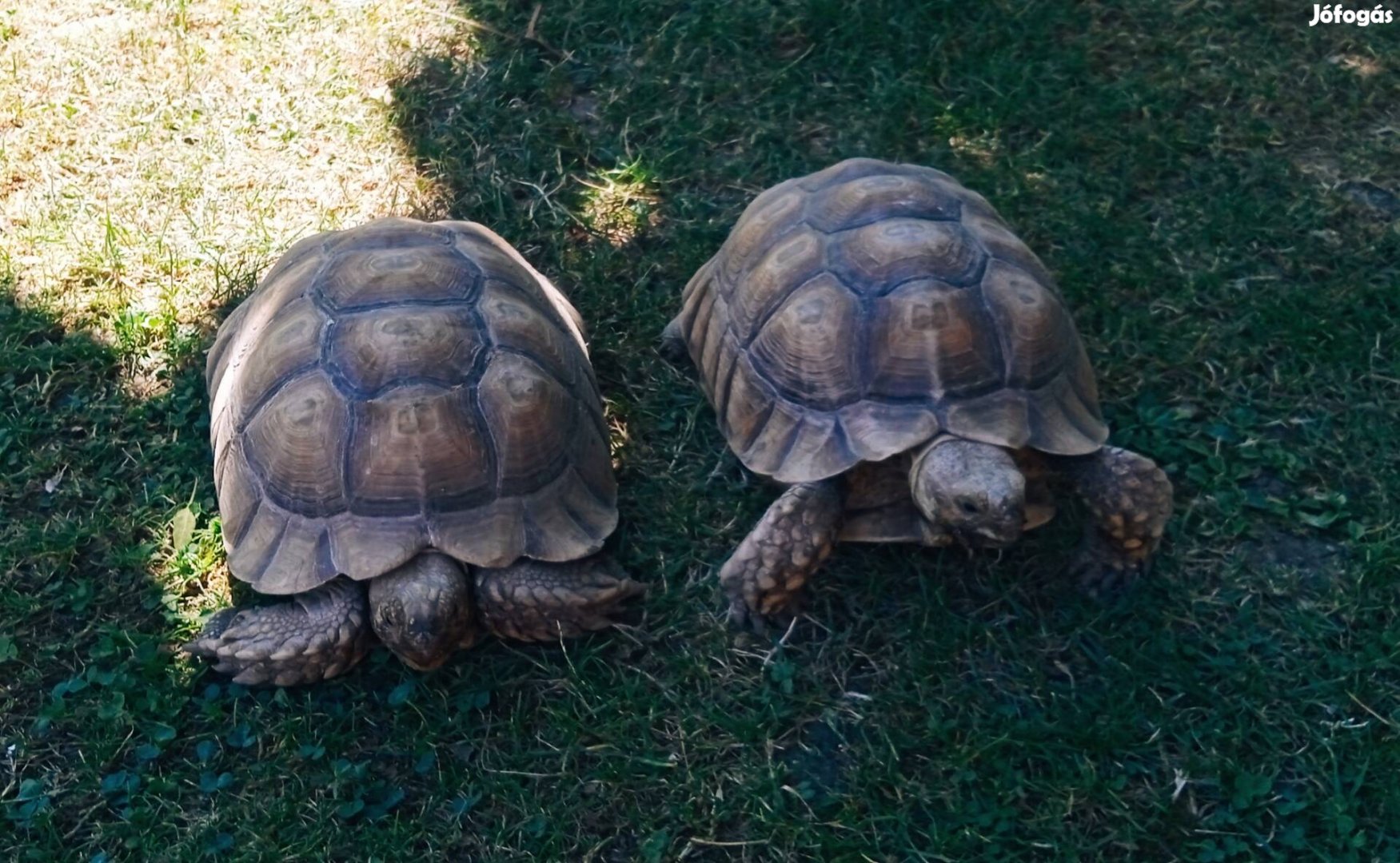 Sarkantyús teknős 