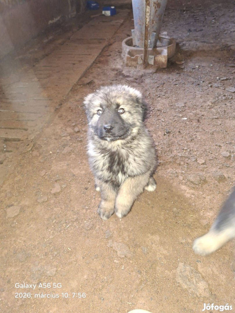 Sarplaninac fajtatiszta jellegű kölyök kutyák elvihetők