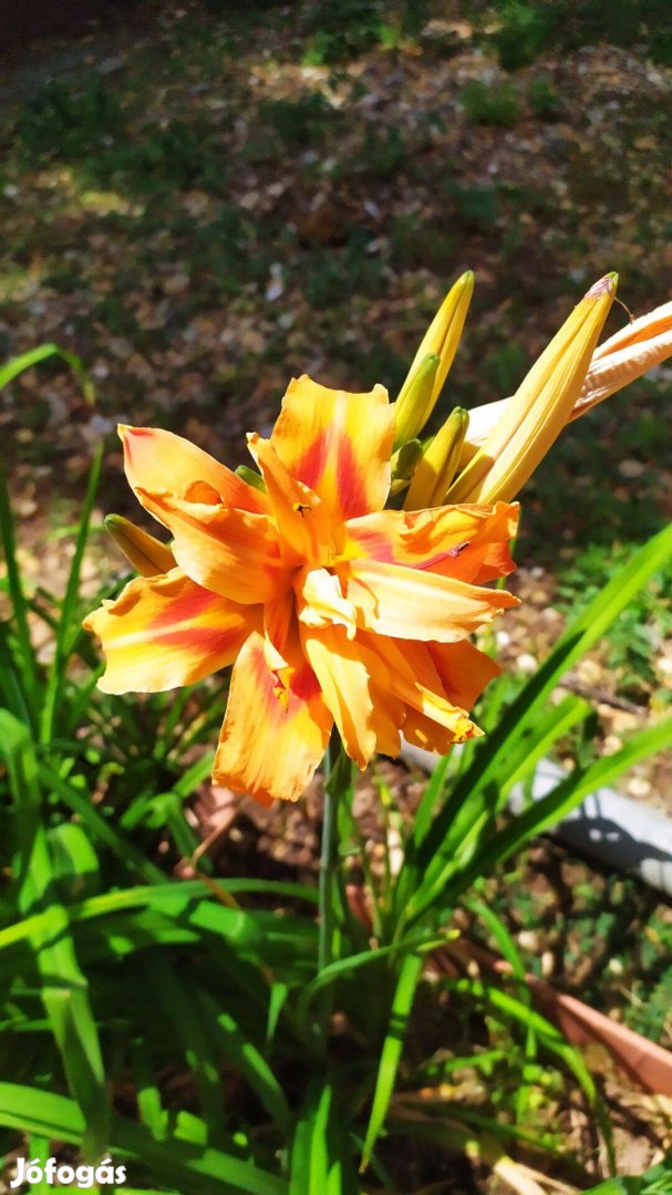 Sásliliom - Hemerocallis fulva Kwanso