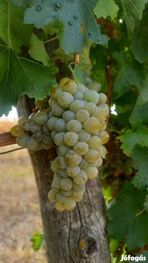 Sauvignon blanc szőlő