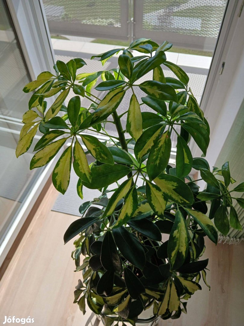 Schefflera/ sugáralária szobanövény