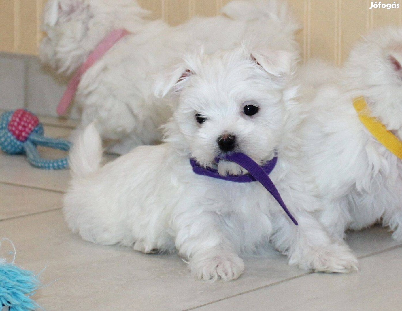 Schnauzer babák keresik szerető családjukat