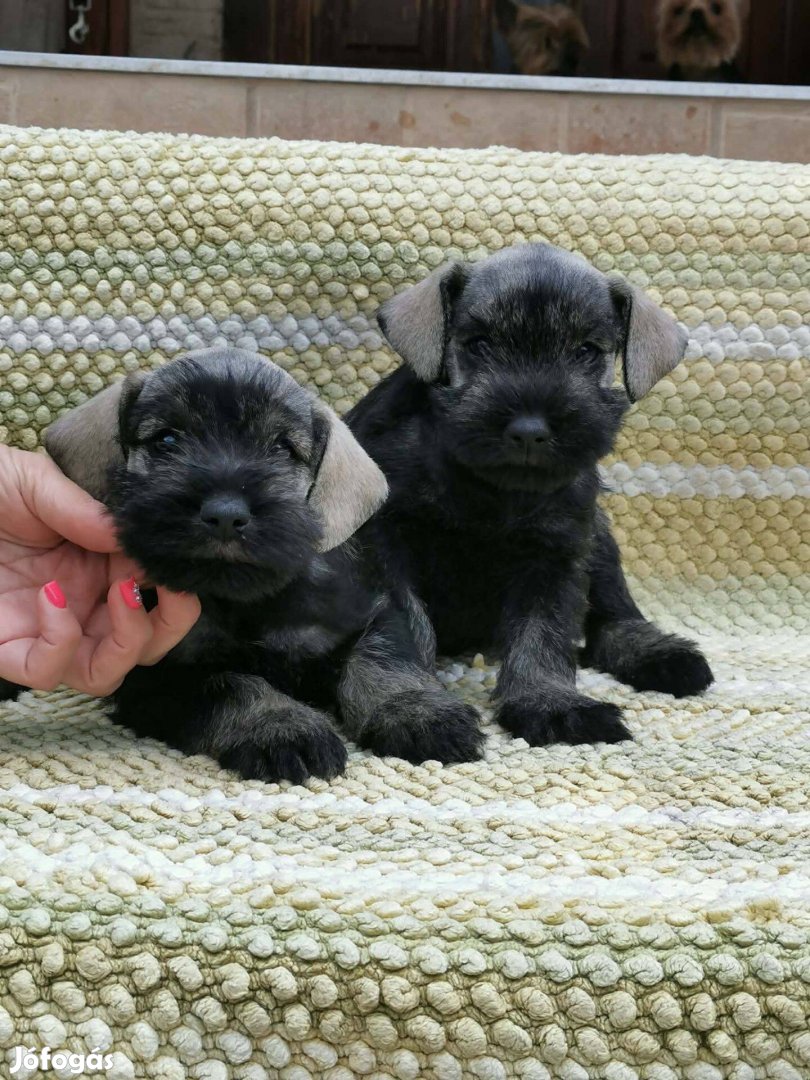 Schnauzer kiskutyák