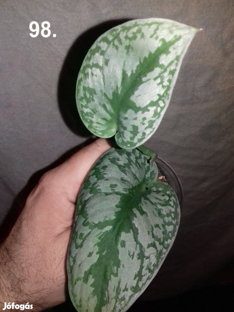 Scindapsus pictus silver 98.sz