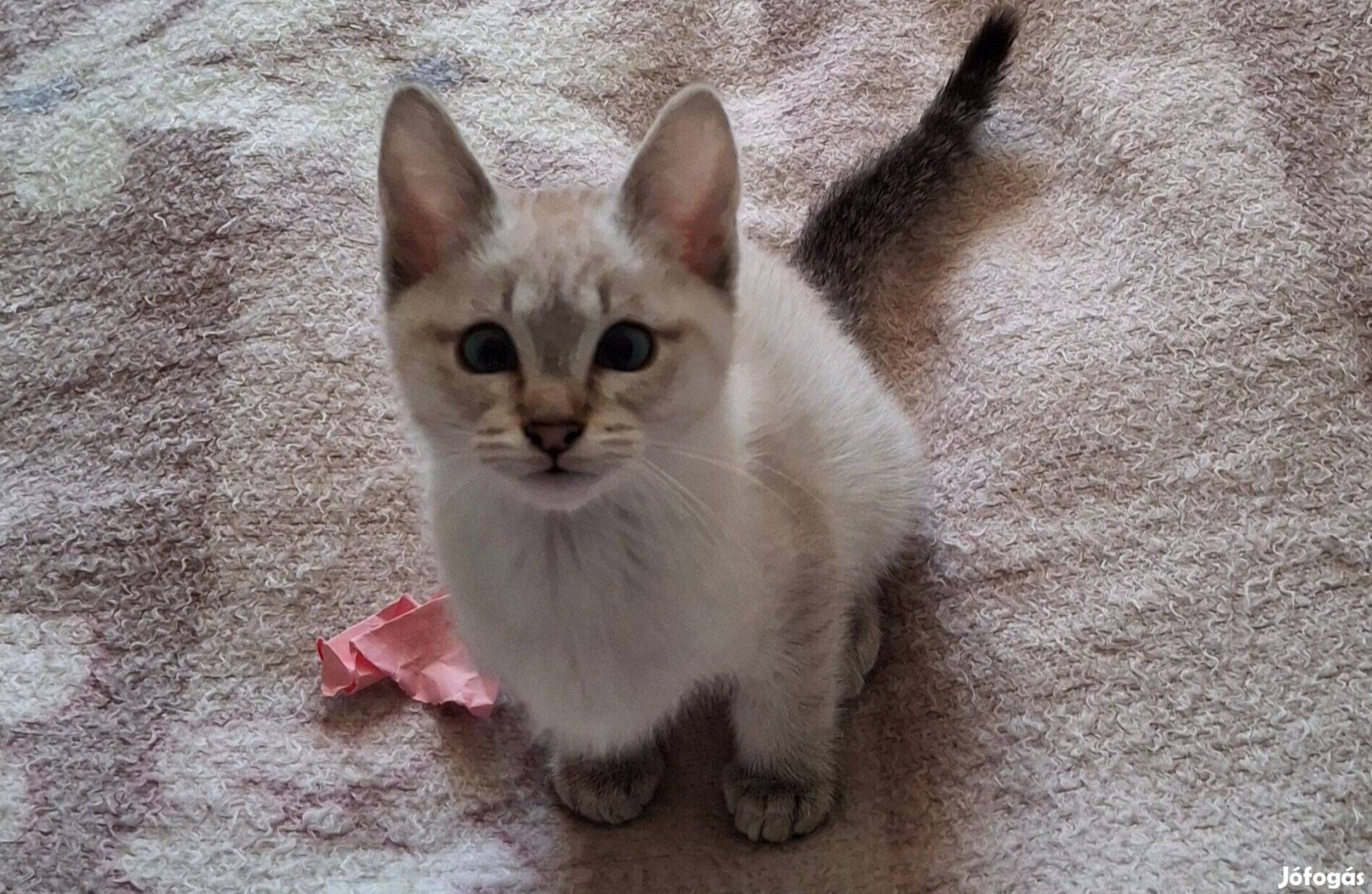 Seal tabby Kandúr Sziámi Thai Cicus