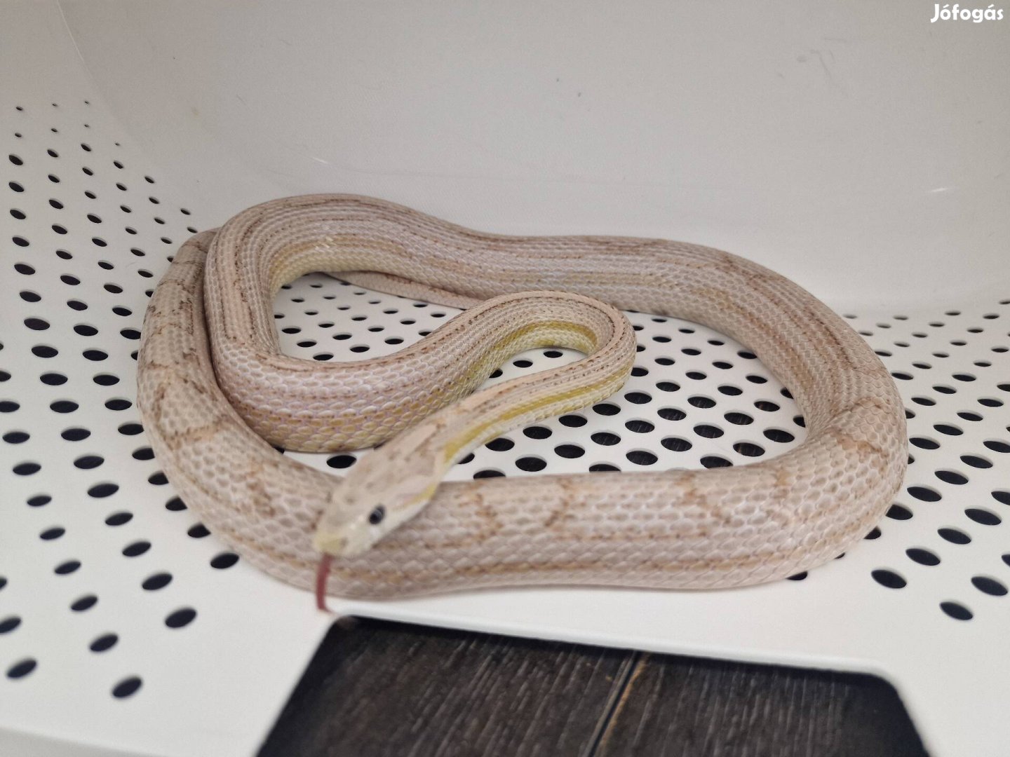 Sebő 120cm hím gabonasikló