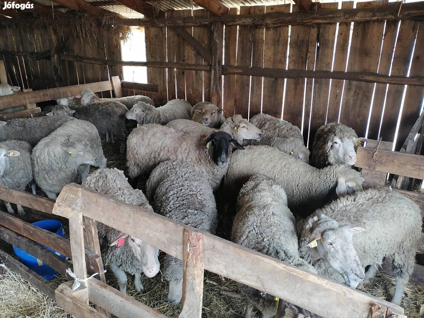 Selejt juh, vágó juh eladó!