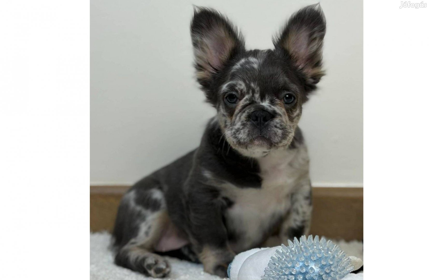 Selena , fluffy merle francia bulldog