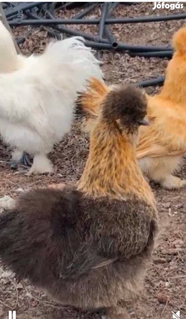 Selyem tojás eladó