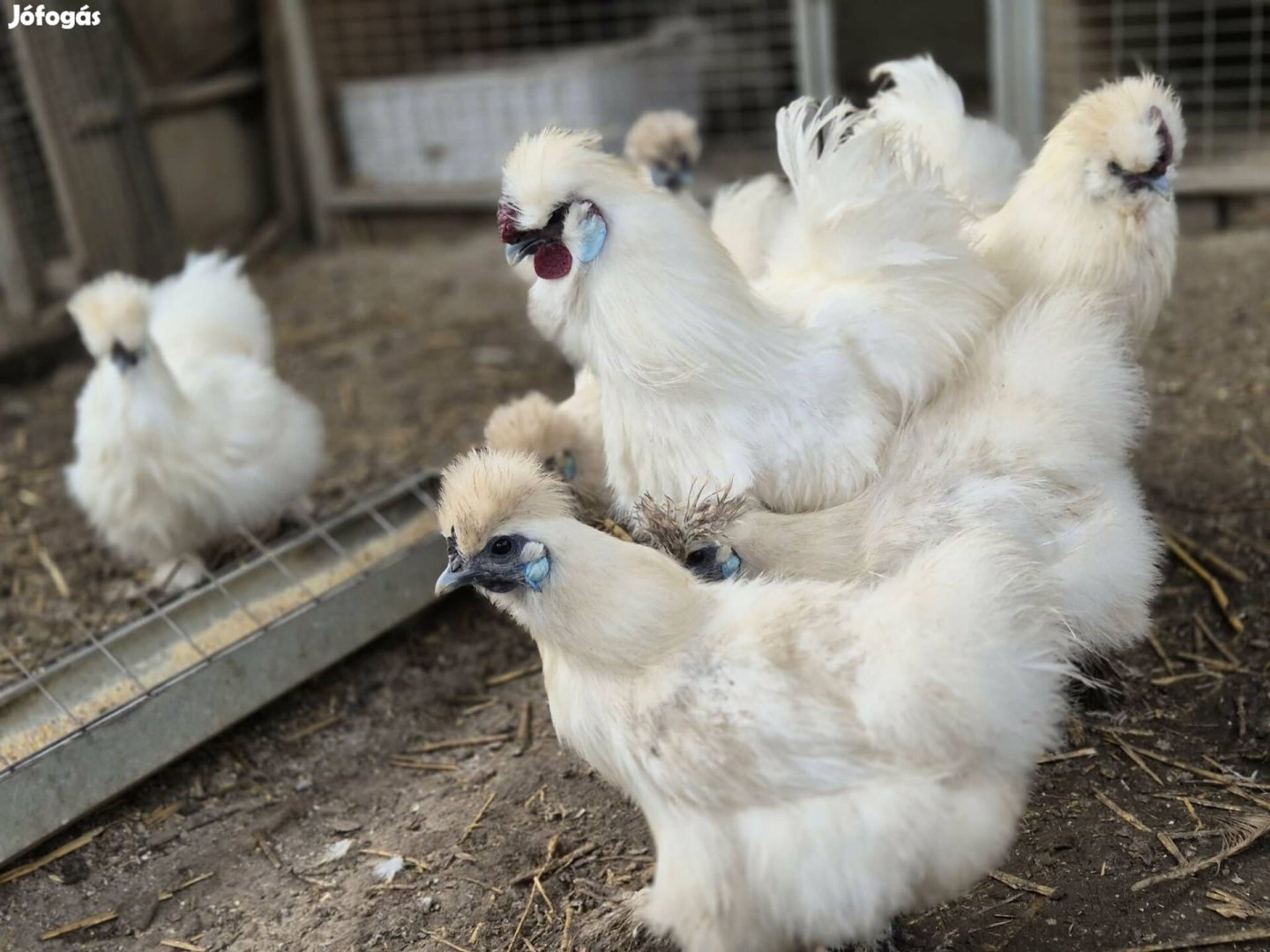 Selyem tyúk tojás tenyésztojás eladó!