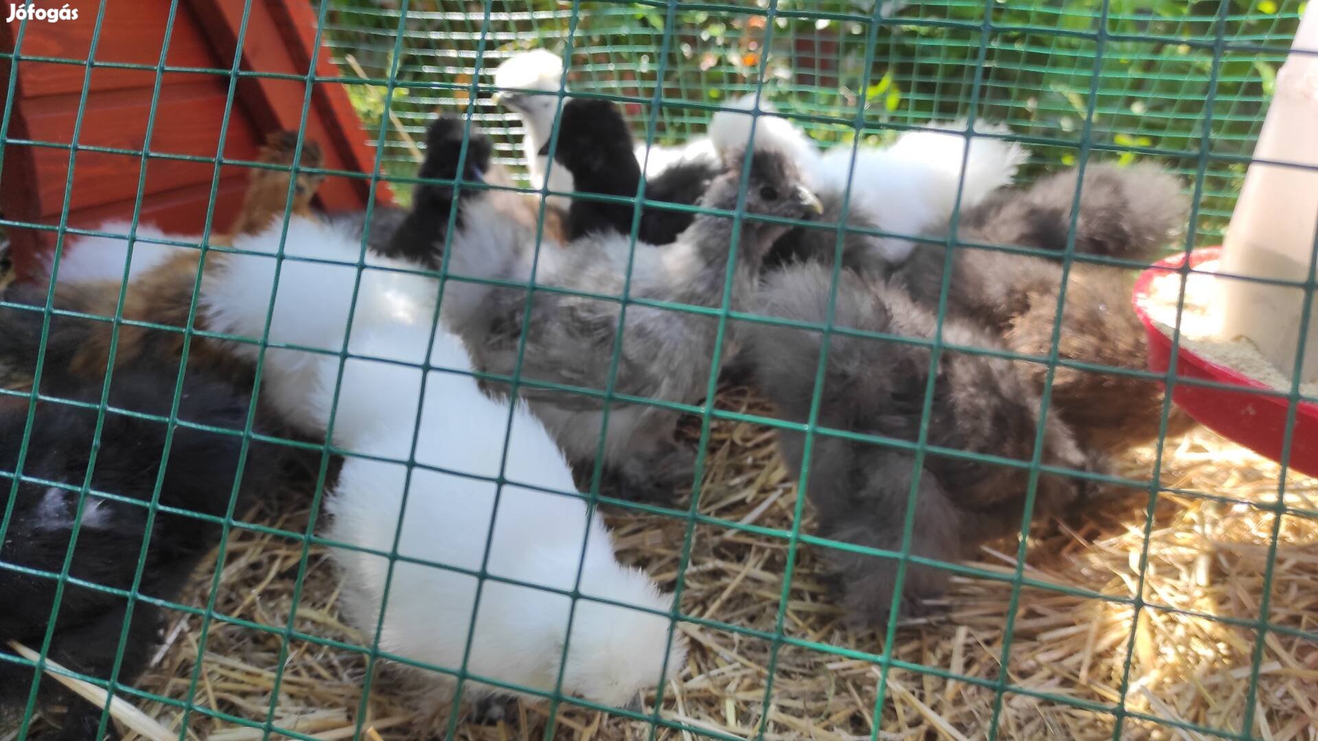 Selyemtyúk vegyes ivarban