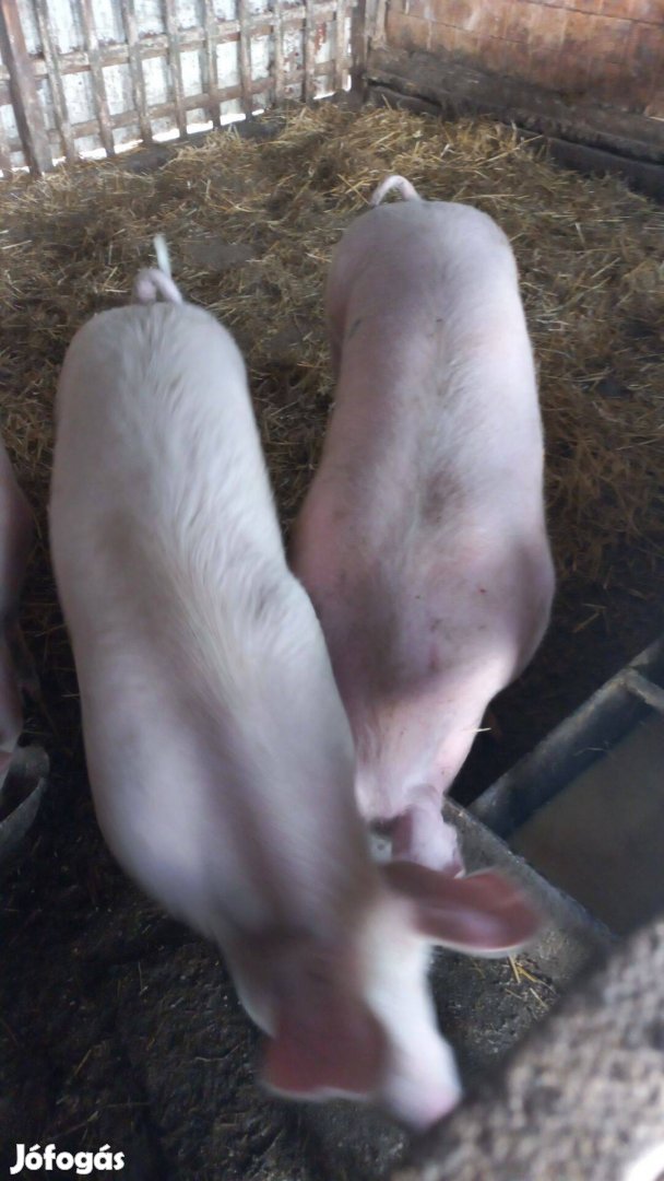 Sertés Hizó eladó