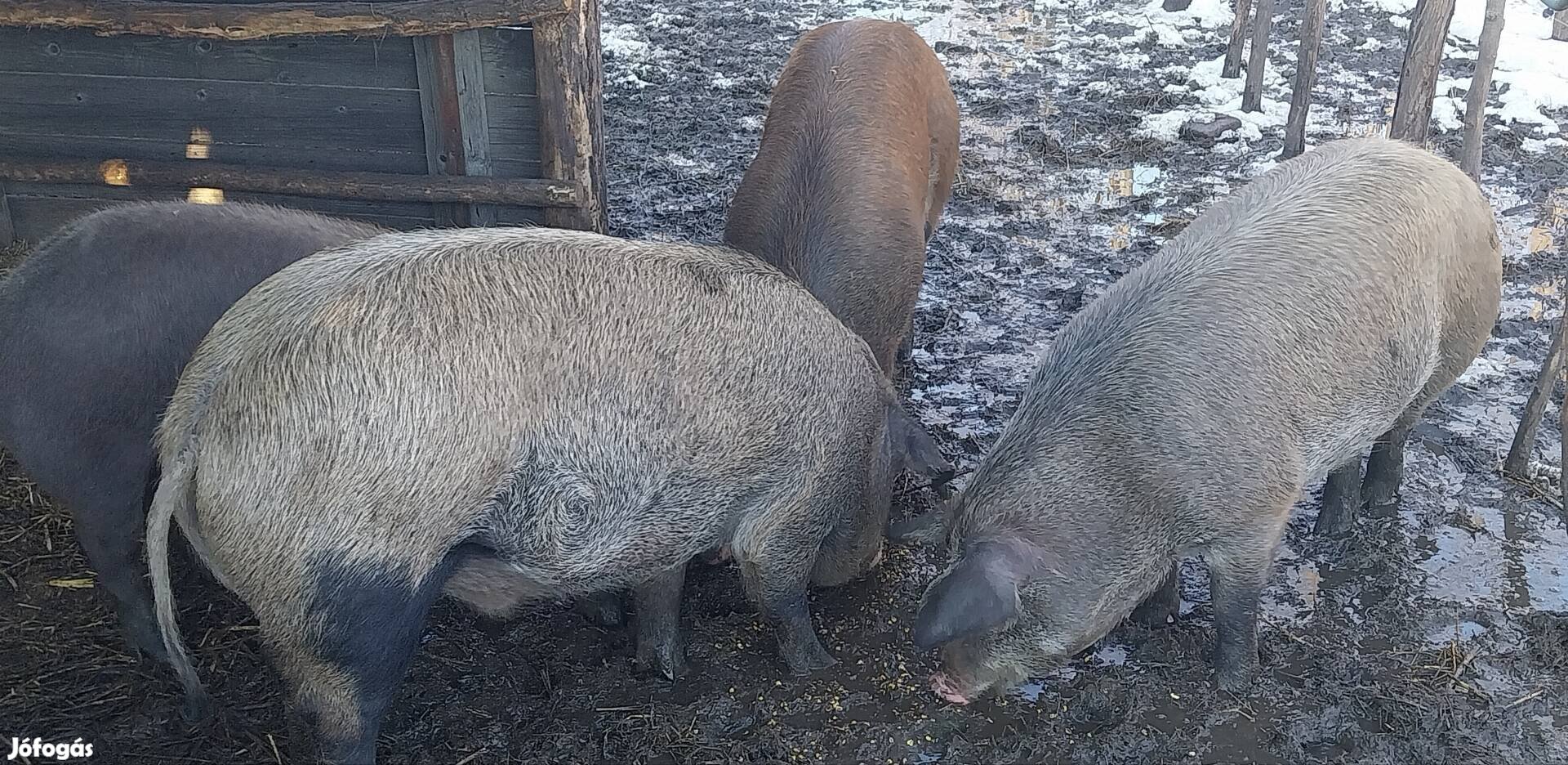 Sertés durok hízó eladó